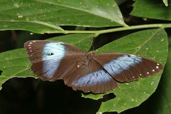 Morpho