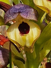 Disa cornuta