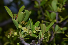 Condalia buxifolia