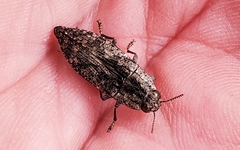 Dicerca obscura