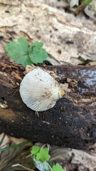 Crepidotus crocophyllus