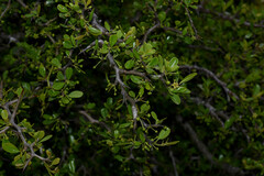 Condalia buxifolia