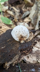 Crepidotus crocophyllus