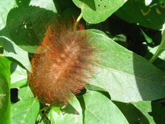 Megalopyginae