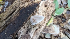 Crepidotus crocophyllus