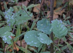 Erysiphe penicillata