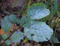Erysiphe penicillata