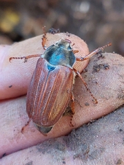 Melolontha melolontha
