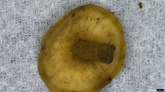 Tatraea macrospora