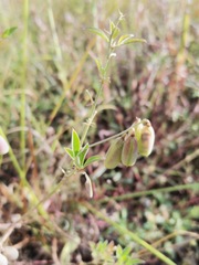 Crotalaria pumila