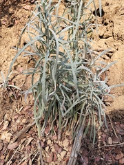 Senecio quadridentatus