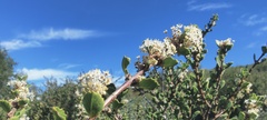 Ceanothus perplexans