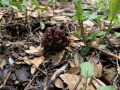 Gyromitra esculenta