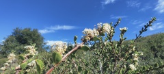 Ceanothus perplexans