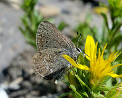 Satyrium semiluna