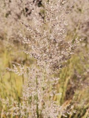 Muhlenbergia lindheimeri