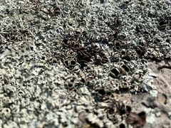Xanthoparmelia cumberlandia
