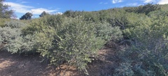 Ceanothus perplexans