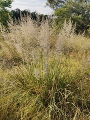 Muhlenbergia lindheimeri
