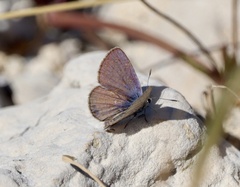 Echinargus isola