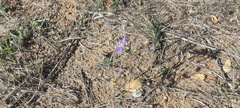 Eriastrum sapphirinum sapphirinum