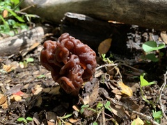 Gyromitra esculenta