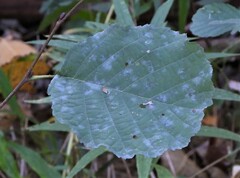 Erysiphe penicillata