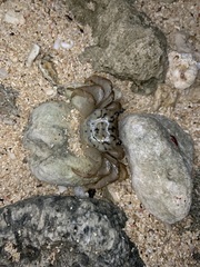 Geograpsus lividus