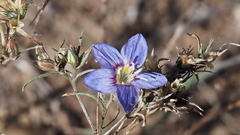 Eriastrum sapphirinum sapphirinum