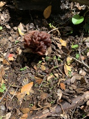 Gyromitra esculenta