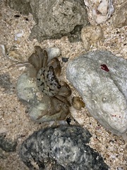 Geograpsus lividus