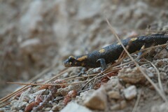 Salamandra corsica