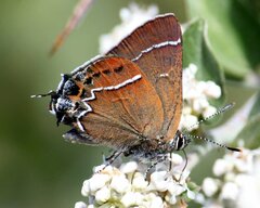 Callophrys spinetorum