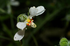 Blumenbachia insignis