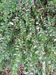 Lonicera ligustrina