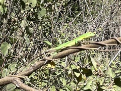 Ctenosaura hemilopha