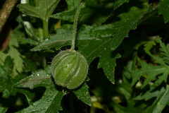 Blumenbachia insignis