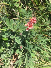 Indigofera hendecaphylla