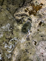 Chiton marmoratus