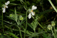 Blumenbachia insignis