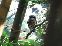 Strix virgata
