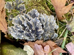 Peltigera canina