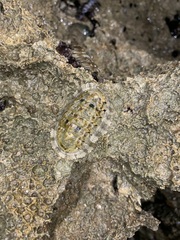 Chiton squamosus