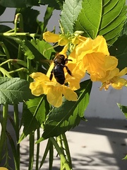 Xylocopa virginica texana