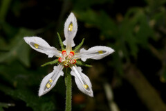 Blumenbachia insignis