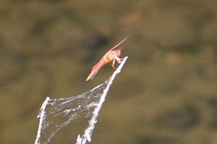 Libellula saturata