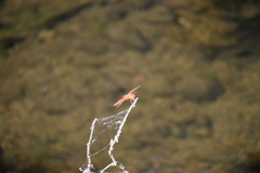 Libellula saturata