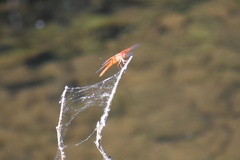 Libellula saturata
