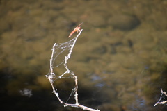 Libellula saturata