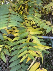 Stigmella intermedia